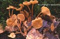 Gymnopus brassicolens-amf1263
